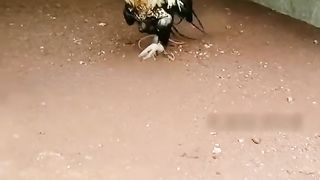 Murgha 6