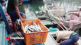 Bongkar Ikan di Tangkahan, Nelayan Tanjung Pinang.