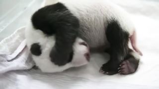 Cute Animals _ Cute Baby Panda Videos Compilation #1