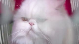 Beautful cat