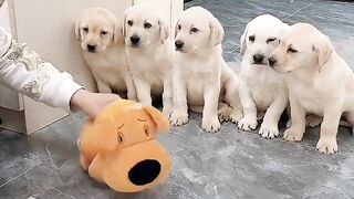 Puppy dog learn a lesson