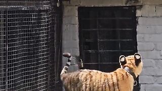 Naughty Kid Playing with Tiger Cub