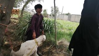 Dog animals