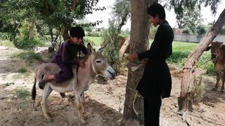 Donkey 3