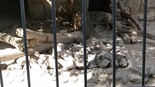 Zoopark Uzbekistan