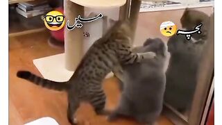 Funny video spot me bhai log 57