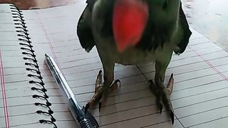 My parrot 2