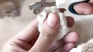 Cat cat 6
