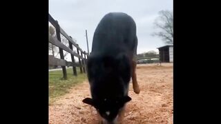 funny animals,cute animals in the world