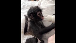 Cute baby animals Videos Compilation cute moment of the animals 6