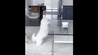 Cute animals videos compilation these cute animals will melt
