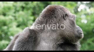 Gorilla monkeys at a safari park
