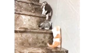 Summer Vocation (Nani ka ghar)