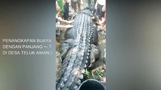 Penangkapan buaya raksasa