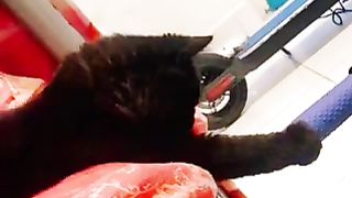 Our lovely cat’s funny video clips