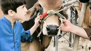 Funny video spot me bhai log 63
