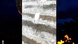 funny animal 17