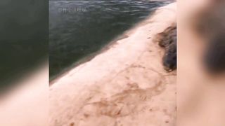 funny animal 19