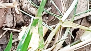 Ants struggle https://payup.video/u/205463
