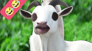 Funny video . Shamim