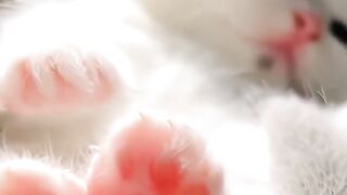 The sleeping kitten is also very cute