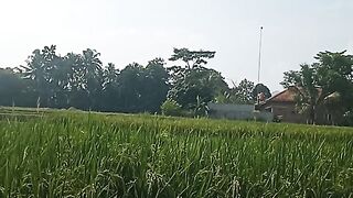Pesawahan