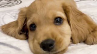 cute dog 3