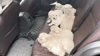 cute dog 4