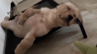 cute dog 5