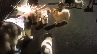 cute dog 6