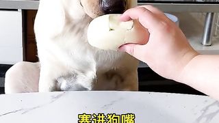 cute dog 7