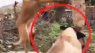 Ya allah  viral short vedio