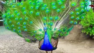 Beautiful peackok