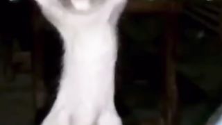 Animaux drôles 7