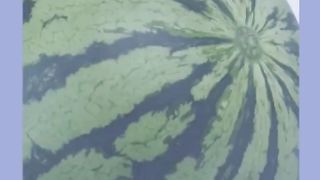 Interesting facts about watermelons