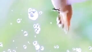 Freshment of birds