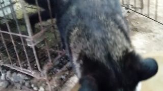 my lovely civet