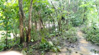 rain at tropical forest