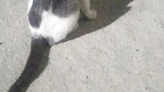 Cat#car