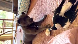 GIFY PLAYING ON FRIEND FUNNY GAME