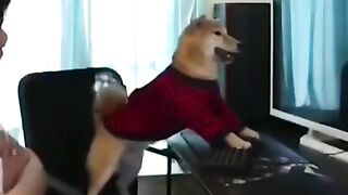 Dog is######