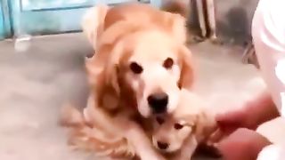 Dog###new video you