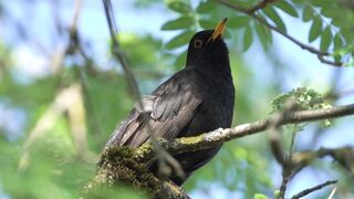 Beautiful bird chirping sound for stress relief