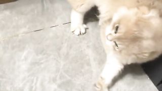 funny cats 8
