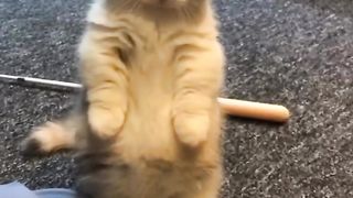 mark of the cat who wants to play