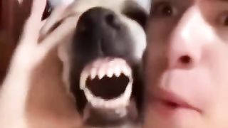 Beatbox feat dog