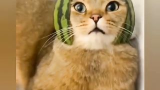 Adorable pet's funny cat's
