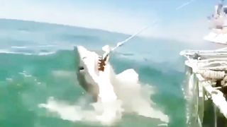 video of the biggest shark strike in the world