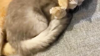 Baby cat 3