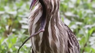 What bird